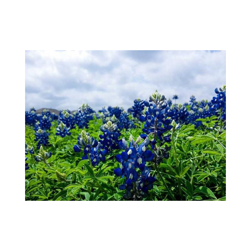 Durable Silk Car fr-FR